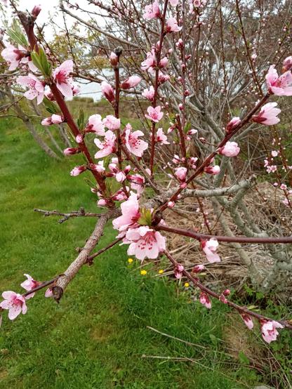 We've been waiting on these. Weeks behind the warmth of the city, soft pink peach blossoms have opened today