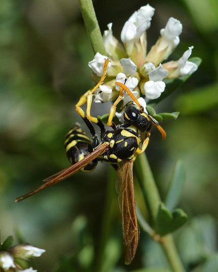 A photo of a wasp on a small cluster of white flowers.