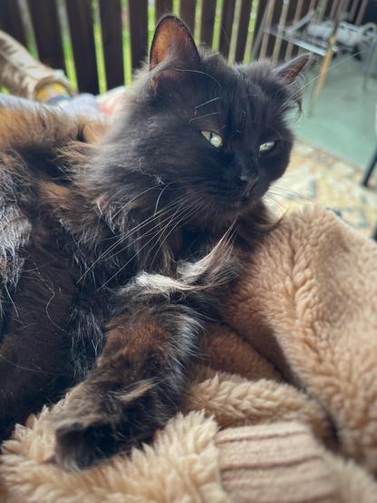 A longhaired black cat lying on her persons lap looking cute