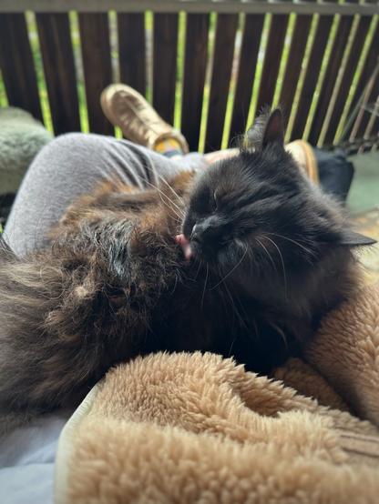 A longhaired black cat lying on her persons lap washing herself