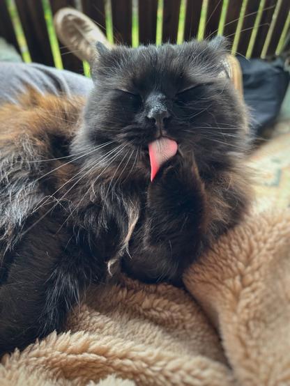 Closeup of a longhaired black cat licking her front paw with a very pink tongue