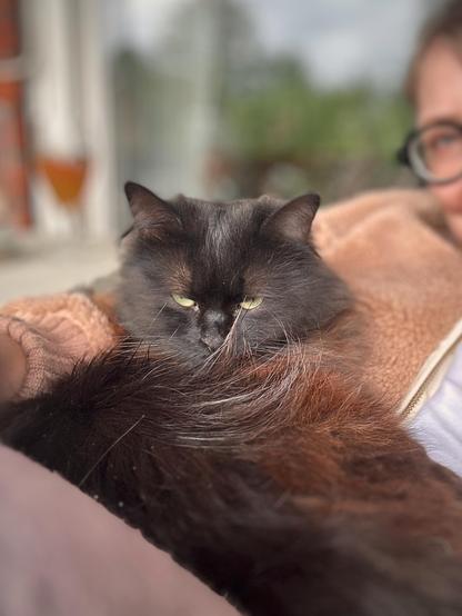 En svart långhårig katt ligger i mattes knä