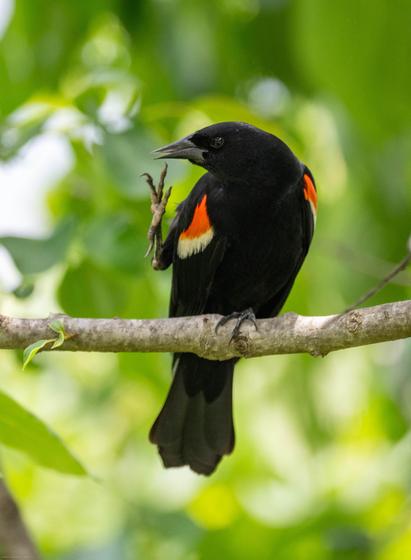 A male red-winged blackbird is perched on a horizontal branch against a backdrop of green foliage.  The bird is supporting itself entirely on its left leg and foot, while the right leg and foot is pointed straight up and nearly touching its beak.