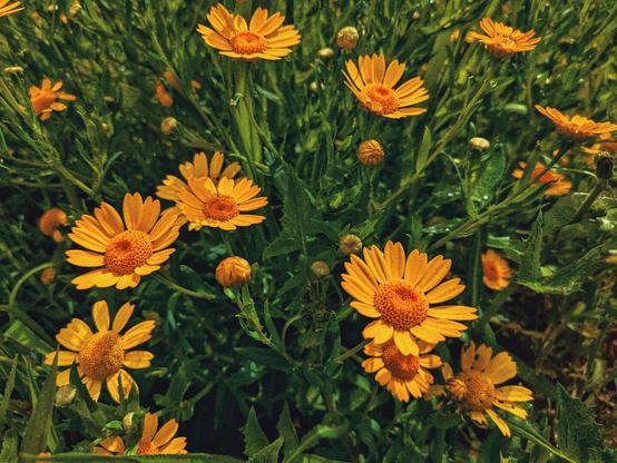 Un grupo de caléndulas en el campo. La imagen tiene un aspecto vintage por su color y grano, consiguiendo un fuerte contraste entre las flores naranjas y las hojas verdes