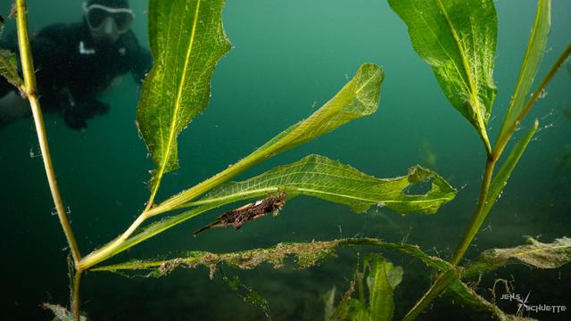 Caddisfly larvae on pondweed. If you look close, you can see a lot of hydras in the leafs.