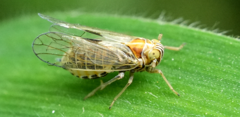 Een klein insect, een spoorcicade ( Dicranotropis hamata ), is geplaatst op een felgroen blad. Het insect is lichtbeige en doorschijnend, met zichtbare nerven en patronen. De vleugels zijn helder en delicaat, met een ingewikkelde nervenstructuur. Oranje en lichtbruine tinten zijn zichtbaar op het lichaam van het insect. De bladspringer rust op het blad, zijn lichaam lichtjes naar rechts gekanteld. Het perspectief is close-up, waardoor gedetailleerde kenmerken van het lichaam van het insect zichtbaar zijn. De textuur van het blad is duidelijk zichtbaar, met fijne haartjes en subtiele variaties in de groene tint. De belichting is helder en gelijkmatig verdeeld, waardoor het insect van bovenaf en iets naar voren wordt belicht. De afbeelding heeft een hoogwaardige, gedetailleerde uitstraling, waarbij de ingewikkelde texturen van zowel de bladspringer als het blad zelf goed tot hun recht komen. De compositie richt zich op het insect, waardoor de aandacht van de kijker wordt gevestigd op de details en schoonheid van het kleine diertje.