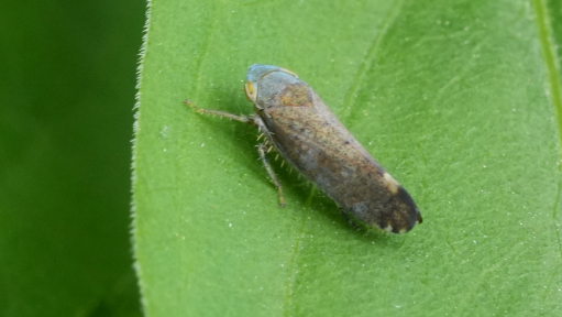 Een klein, grijsbruin insect, een dwergcicade ( Fieberiella florii ), is gepositioneerd op een heldergroen blad. Het insect is in profielaanzicht, met het gezicht naar rechts op de afbeelding. Zijn lichaam is langwerpig en slank, met zichtbare gesegmenteerde poten en voelsprieten. Verschillende tinten bruin en grijs zijn aanwezig op zijn lichaam, met subtiele variaties in tint en patroon. Het blad waarop het rust is heldergroen, met zichtbare textuur en kleine details. De belichting is natuurlijk en goed gericht, waardoor de complexe details van het insect worden benadrukt. De achtergrond is volledig onscherp, waardoor het insect en zijn locatie op het blad worden benadrukt. Het perspectief is close-up, wat gedetailleerde weergaven van de kenmerken van het insect en het bladoppervlak oplevert. De algehele stijl is zeer gedetailleerd en gericht op de specifieke kenmerken van het insect.