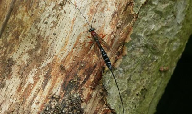 Een klein, slank insect, een sluipwesp ( Perithous spec. ), zit op een verweerde boomstam. Het insect vertoont een mix van zwarte, rode en doorschijnende/lichtoranje kleuren. Zijn lichaam is langwerpig en gesegmenteerd, met duidelijke markeringen. Lange, dunne voelsprieten steken uit zijn kop. De positie van het insect op de boomstam is iets excentrisch, nabij het middelste deel van het frame. Het is iets naar rechts gericht. De boomschors is ruw, met variaties in lichtbruine, grijze en donkerbruine tinten. De afbeelding focust op de details van het insect, met de textuur van zijn lichaam en de ingewikkelde patronen op zijn vleugels. De belichting is natuurlijk en sfeervol, waardoor het insect goed afsteekt tegen de natuurlijke achtergrond. Het perspectief is close-up, wat een gedetailleerd beeld geeft van de structuur en de houtnerf van het insect. De algehele stijl is naturalistisch en gedetailleerd, met de nadruk op de vorm van het insect in relatie tot zijn natuurlijke omgeving.