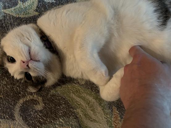 melo kitty being coy on a rug on his back. my finger is poking his belly. he looks like he could at any moment bite my hand