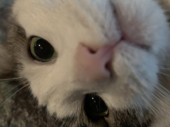 a close-up of melo kitty’s head, large pupils and mouth ever so slightly open. he does not look amused