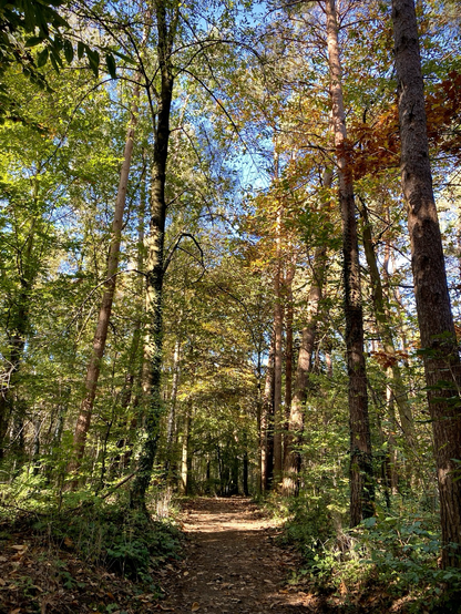 Forest with tall trees and a path that’s covered in leaves.