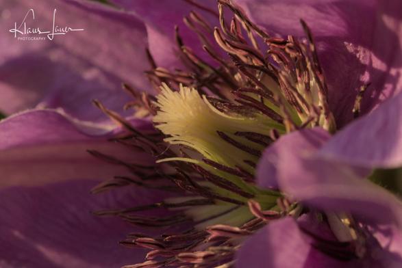 Das Foto zeigt eine Nahaufnahme einer violetten Clematisblüte in der Abendsonne.