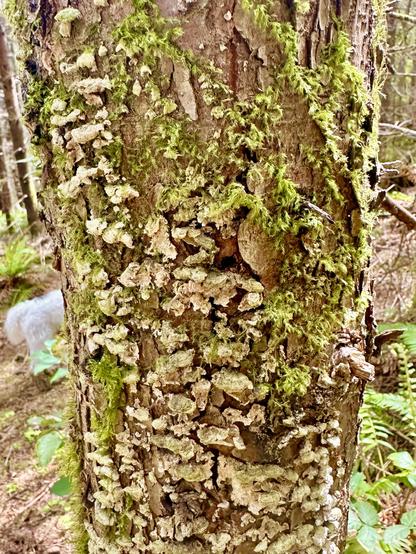 A tree trunk covered in a scaly sort of fungal growths, pale and dry or woody in appearance, as well as some moss.