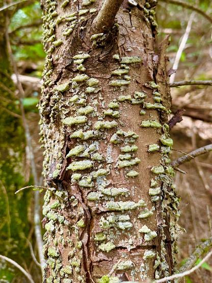 A different tree trunk also covered in fungus growth, but these are green and a little more mushroom shaped.