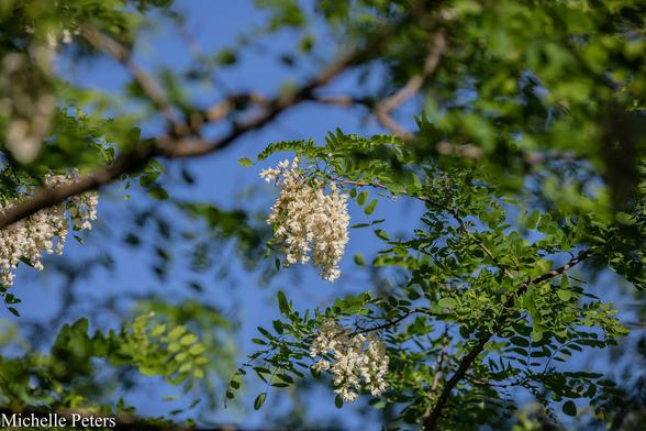 The image shows a tree with green leaves, some of which are white and some of which are dark green, against a clear blue sky. The tree's branches and leaves are visible, creating a lush and full appearance.