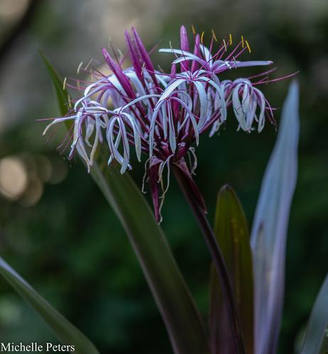 The image shows a close-up view of a flower with vibrant purple petals and green leaves. The flower is the main focus of the image, surrounded by the lush foliage, and it is clearly visible with a blurred background.
