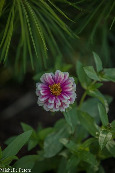 This image features a single purple and white flower, slightly larger than the frame, positioned on the right side. The flower is surrounded by lush green leaves, creating a sense of depth and tranquility. The background appears to be a plant or foliage, further enhancing the natural theme of the scene. There is also some text present, reading "Mikelle Peters", but it is not clear what it means or how relevant it is to the main subject of the image.