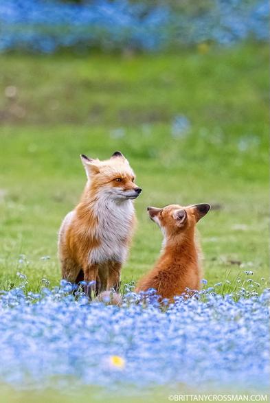 red fox adult and juvenile next to a field of blue wild flowers
