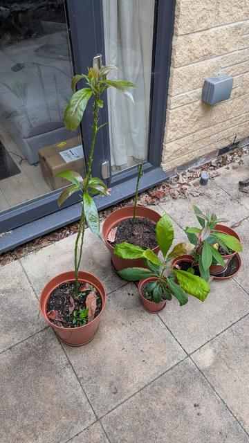 An Avocado plant starting to form a canopy