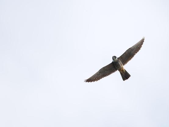 Ein Baumfalke im Flug.