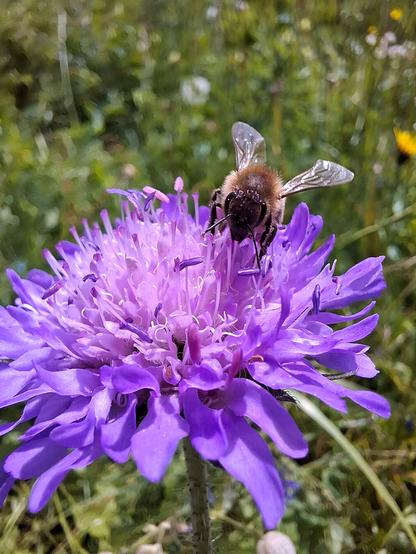 A close-up photo of a honey bee (Apis mellifera) collecting nectar from a blooming field scabious (Knautia arvensis – English: field scabious; German: Wiesen-Witwenblume). The flower has vibrant lilac to purple petals forming a soft dome, and it stands out clearly against a blurred background of a wildflower meadow.