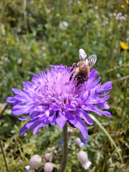 A close-up photo of a honey bee (Apis mellifera) collecting nectar from a blooming field scabious (Knautia arvensis – English: field scabious; German: Wiesen-Witwenblume). The flower has vibrant lilac to purple petals forming a soft dome, and it stands out clearly against a blurred background of a wildflower meadow.