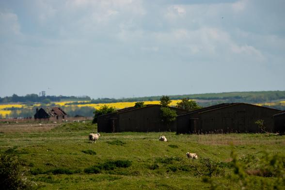 Several large buildings have no roof, and trees growing from them. Nearer, sheep are sitting or standing on uneven pasture. Further away is another building with holes in its roof. Beyond that, large fields of green and yellow are visible through haze