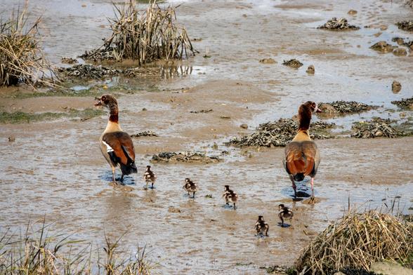 Two geese and five small goslings following them walk over mudflats.