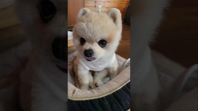 座り方の癖#マメすけ⁡#ガン見する犬⁡⁡#メンチ切る犬⁡#ポメラニアン⁡#pomeranian⁡⁡#dog⁡⁡#dogstagram⁡#petstagram⁡⁡⁡