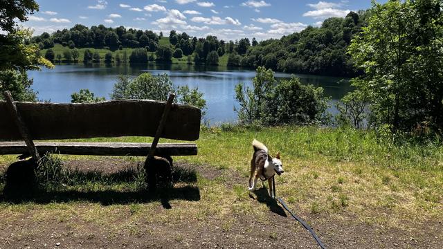 Socke neben einer Bank und Blick auf das Gemündener Maar