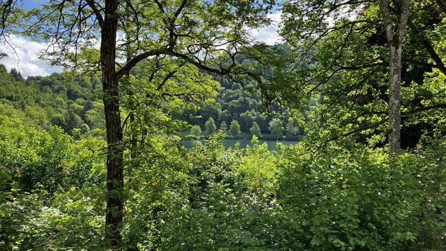 Blick zwischen vielen Bäumen und Hecken auf das Weinfelder Maar