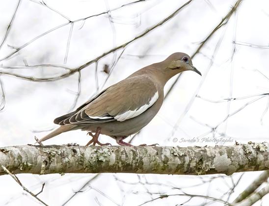 "The image captures a white-winged dove gracefully walking along a textured tree limb. The dove's light brown feathers are soft and smooth, with a striking white stripe on its wings that catches the light. Its slender, dark beak is poised, while its eyes—deep red, encircled by a delicate blue ring—radiate a quiet intensity. The bird's thin legs and delicate feet grasp the branch confidently, stepping through patches of lichen and moss that add depth and age to the limb. The background is a blur of tangled branches and a bright, overexposed sky, creating a peaceful, almost dreamlike atmosphere where the dove is the sole, elegant focus. A subtle watermark, "Swede's Photographs," is etched onto the limb, marking the artist's work." - Copilot