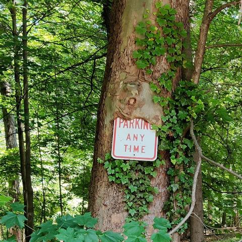 A "no parking any time" sign on a tree at the edge of the woods. The tree has grown over the top of the sign, so the word "no" is no longer visible. English ivy is growing on the tree around the sign.