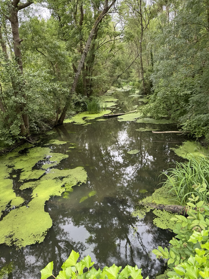 Naturbelassener Fluss in der Touraine