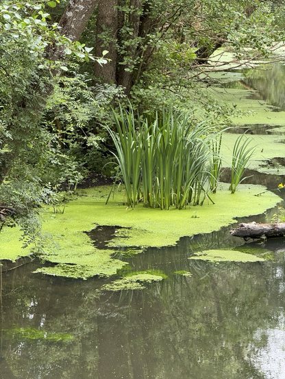 Naturbelassener Fluss in der Touraine