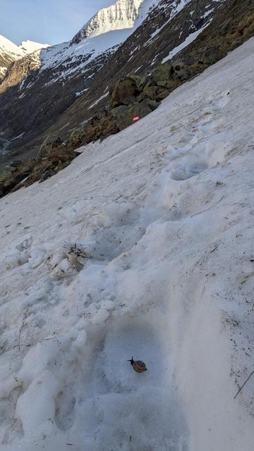 im Hintergrund Hochgebirge. Im Vordergrund ein Schneefeld mit Fußstapfen. in einem Fußabdruck eine kleine Schnecke.