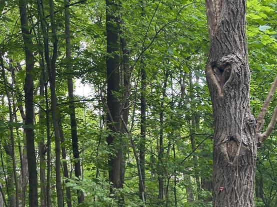 View into green deciduous forest. A tree in the foreground has a knothole in the shape of a hearty symbol.