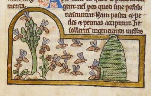 The image depicts a medieval manuscript illustration, featuring a detailed scene of bees and a beehive. The illustration is framed by a gold border with a decorative pattern. On the left side, a cluster of green plants with small flowers is shown, with several bees depicted in various positions, some hovering and others landing on the flowers. The bees are illustrated with brown bodies and blue wings, adding a sense of movement to the scene. On the right side, a green beehive with a conical shape is depicted, with bees flying around it, suggesting activity and interaction. The background is a plain, off-white color, typical of medieval manuscripts. The text above the illustration is in Latin, written in a Gothic script, with the first letter of the text block highlighted in blue. The overall composition is balanced, with the plants and bees on the left and the beehive on the right, creating a harmonious and naturalistic scene.