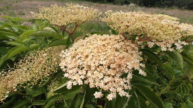Big creamy white head of flowers on Elder tree
