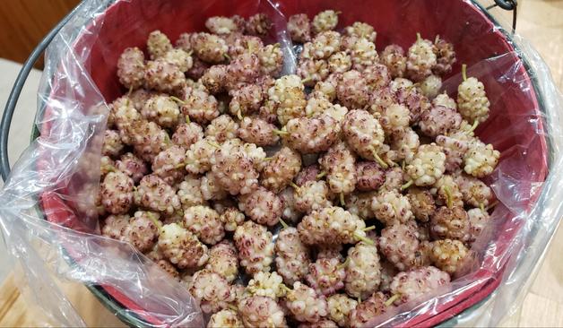 A couple cups of white mulberries in a bag in a little red bucket.