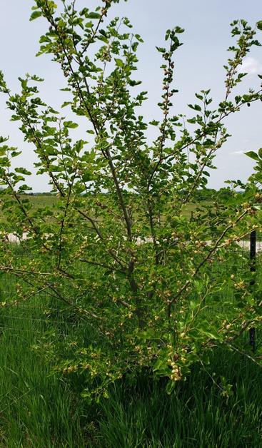 A white mulberry tree loaded with ripe and unripe mulberries.