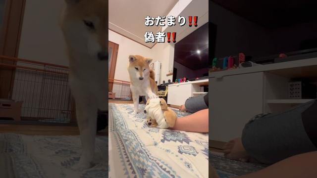 戦い🐶‼️#柴犬 #shibainu #shorts
