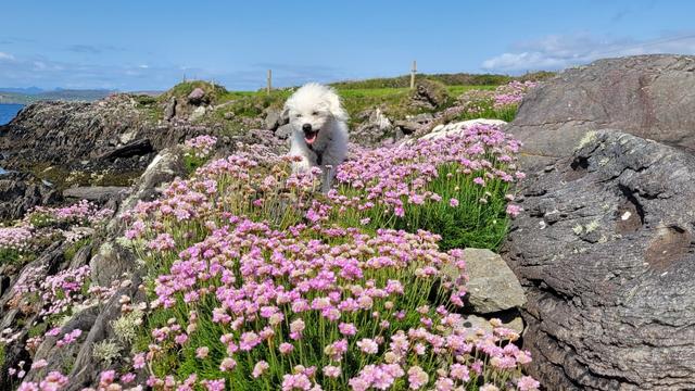 Sea pinks with a white Bichon dog among them