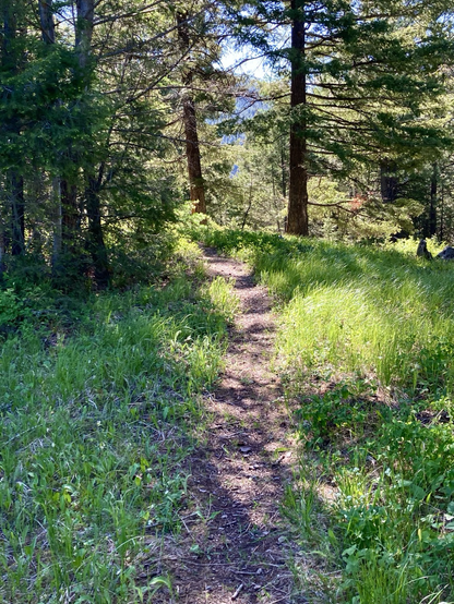 A narrow trail curves to the left in the forest, the splashes of sunlight extremely bright. There are hints of mountains through the trees, the sky clear.