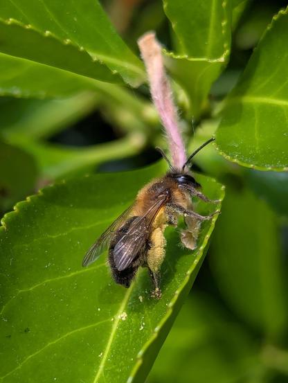 A bee! On a leaf! It's back legs are coated with yellow pollen and you can see the pollen flaking off onto the leaf it's sitting on