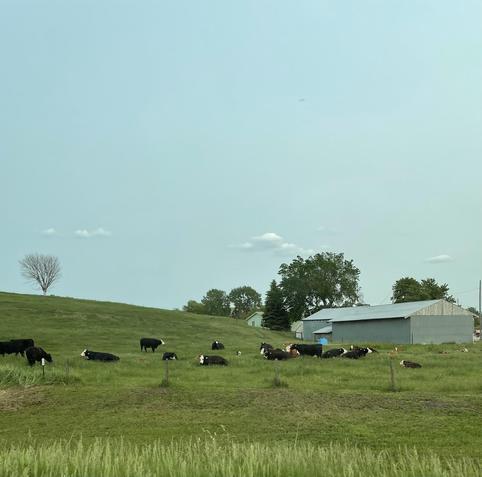 A blue sky and green, grassy hill with a few trees and some grey buildings on the right side, and a bunch of brown cows, some with white faces, both standing and lying down in the grass.