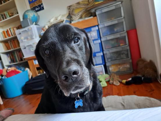 My black lab Jet sitting beside my bed and staring at me.