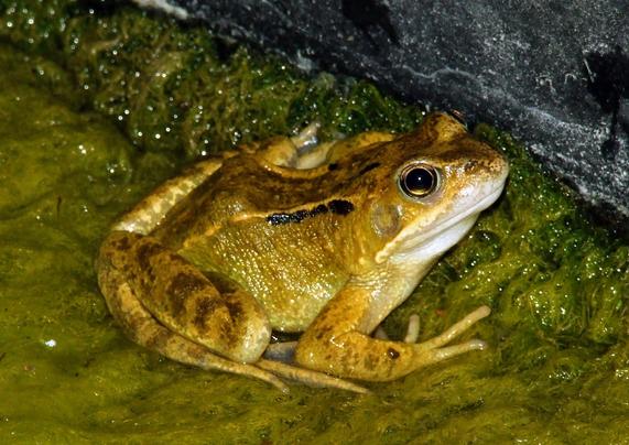 A juvenile yellow-beige Rana temporaria frog sits on blanket weed beside the retaining wall of the pond. The frog is facing to the right of the photo and has a few black markings on its back. Its back legs are a slightly darker brown and mottled with a dark brown. The frog's lips and lower jaw are white.