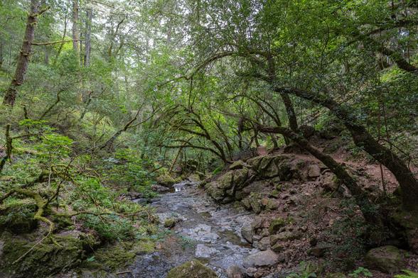 A view on the Cataract Falls trail - stream in the center with moss and lichen covered tree limbs arching over.  Rocks to the right of the stream, also covered with moss.  Taller, more upright trees to the left.