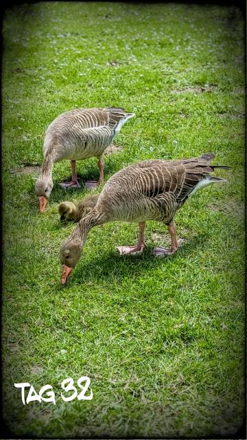 Zwei Graugänse stehen auf einer grünen Wiese und fressen Gras. Zwischen ihnen ist ein flauschiges, gelbliches Küken zu sehen, sich eng an die Eltern haltend. Die Szene wirkt ruhig und harmonisch. Unten links steht in weißer, handschriftlicher Schrift: „Tag 32“. Der schwarze Vignettenrahmen rundet das Bild stimmungsvoll ab.